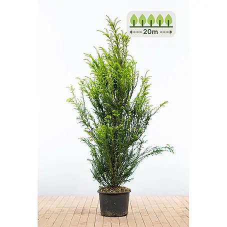Heijnen Pflanzen  Heimische Eibe 140-160 cm - 40 St. für 20 Meter