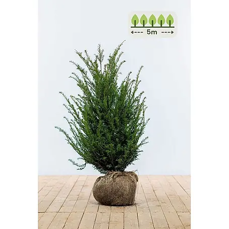 Heijnen Pflanzen  Heimische Eibe 80-100 cm - 15 St. für 5 Meter