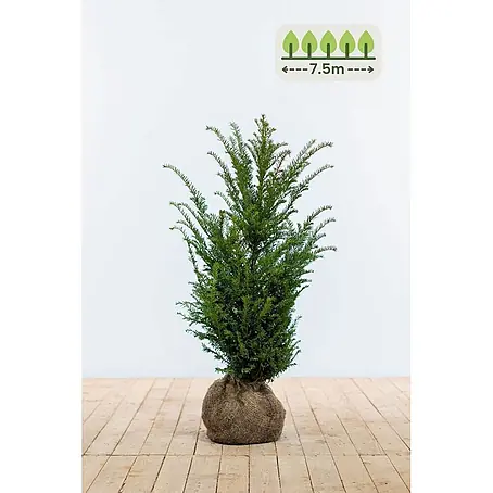 Heijnen Pflanzen  Heimische Eibe 60-80 cm - 23 St. für 7.5 Meter