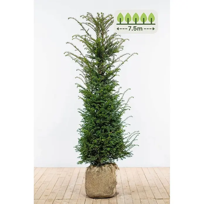 Heijnen Pflanzen Heimische Eibe 140-160 cm - 15 St. für 7.5 Meter - Taxus baccata, Topfgröße: 28 cm, Aktuelle Wuchshöhe: 140 cm - 160 cm - Grüner Nadelbaum im Jutesack, Wuchshöhe bis zu 7,5m.