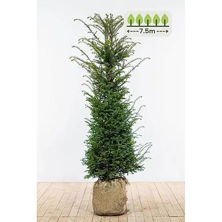 Heijnen Pflanzen  Heimische Eibe 140-160 cm - 15 St. für 7.5 Meter