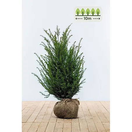 Heijnen Pflanzen  Heimische Eibe 80-100 cm - 30 St. für 10 Meter