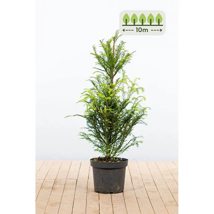 Heijnen Pflanzen Heimische Eibe 80-100 cm - 30 St. für 10 Meter - Taxus baccata, Aktuelle Wuchshöhe: 80 cm - 100 cm - Grüne Topfpflanze (Nadelbaum) mit einem Symbol, das eine potenzielle Höhe von 10m anzeigt.