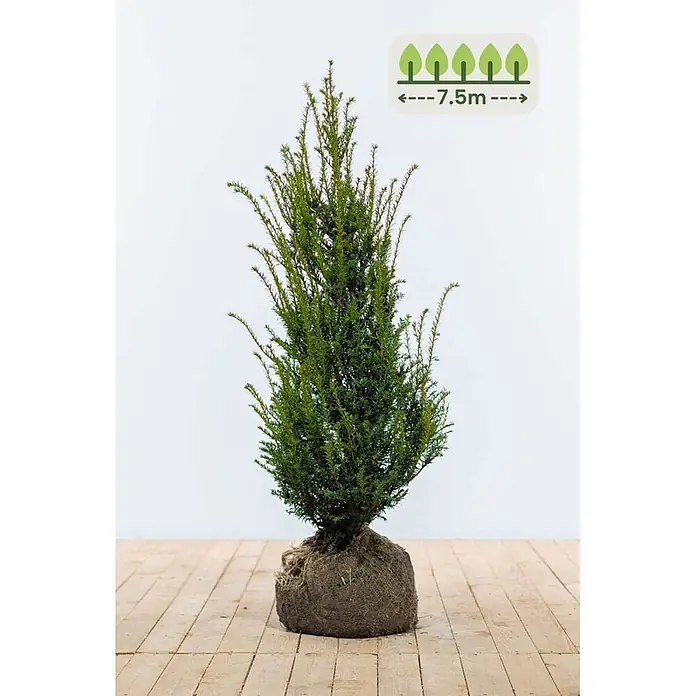 Heijnen Pflanzen Heimische Eibe 100-120 cm - 19 St. für 7.5 Meter - Taxus baccata, Topfgröße: 25 cm, Aktuelle Wuchshöhe: 100 cm - 120 cm - Grüne immergrüne Pflanze mit Wurzelballen, pflanzfertig. Ein Symbol zeigt 7,5m Pflanzabstand an.