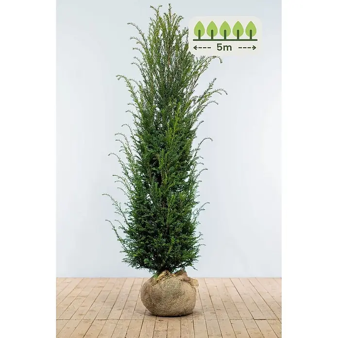 Heijnen Pflanzen Heimische Eibe 180-200 cm - 10 St. für 5 Meter - Taxus baccata, Topfgröße: 30 cm, Aktuelle Wuchshöhe: 180 cm - 200 cm - Hohe, immergrüne Pflanze mit dunklem Laub im Jutesack, 5m Pflanzabstand.