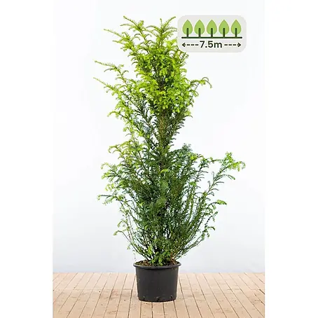 Heijnen Pflanzen  Heimische Eibe 160-180 cm - 15 St. für 7.5 Meter