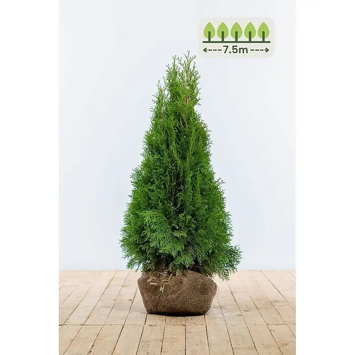 Heijnen Pflanzen Lebensbaum 80-100 cm - 23 St. für 7.5 Meter - Thuja occidentalis 'Smaragd', Topfgröße: 20 cm, Aktuelle Wuchshöhe: 80 cm - 100 cm - Grüner konischer Lebensbaum mit Wurzelballen in Jute, gekennzeichnet mit 7,5 m Wuchshöhe.