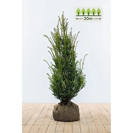 Heijnen Pflanzen  Heimische Eibe 100-120 cm - 50 St. für 20 Meter