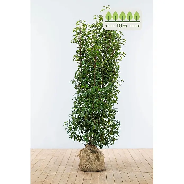 Heijnen Pflanzen Kirschlorbeer 150-175 cm - 20 St. für 10 Meter - Prunus lusitanica 'Angustifolia', Topfvolumen: 20 l, Aktuelle Wuchshöhe: 150 cm - 175 cm - Hohe, schlanke Grünpflanze mit dichtem Laub, Wurzelballen in einem Jutesack, mit einem potenziellen Wachstum von 10m.