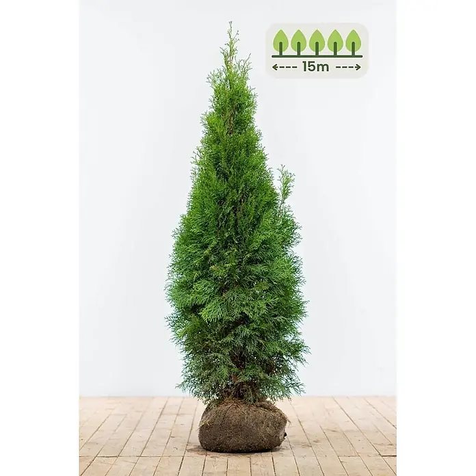 Heijnen Pflanzen Lebensbaum 120-140 cm - 38 St. für 15 Meter - Thuja occidentalis 'Smaragd', Topfgröße: 25 cm, Aktuelle Wuchshöhe: 120 cm - 140 cm - Hohe grüne Konifere mit Wurzelballen im Jutesack, Hinweis auf 15m Heckenlänge.
