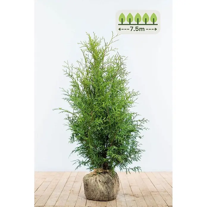 Heijnen Pflanzen Lebensbaum 80-100 cm - 23 St. für 7.5 Meter - Thuja occidentalis 'Brabant', Topfgröße: 20 cm, Aktuelle Wuchshöhe: 80 cm - 100 cm - Junger grüner Nadelbaum mit Wurzelballen in Jutestoff, zeigt einen 7,5m Pflanzabstand an.