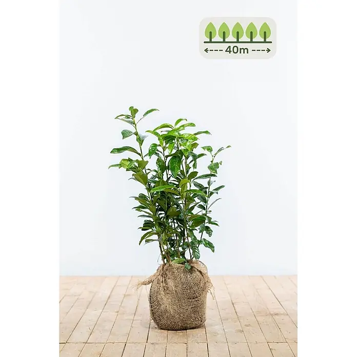 Heijnen Pflanzen Kirschlorbeer 60-80 cm - 120 St. für 40 Meter - Prunus laurocerasus 'Genolia', Topfvolumen: 10 l, Aktuelle Wuchshöhe: 60 cm - 80 cm - Junge Pflanze mit grünen Blättern im Jutesack-Wurzelballen, geeignet für eine 40m Hecke.
