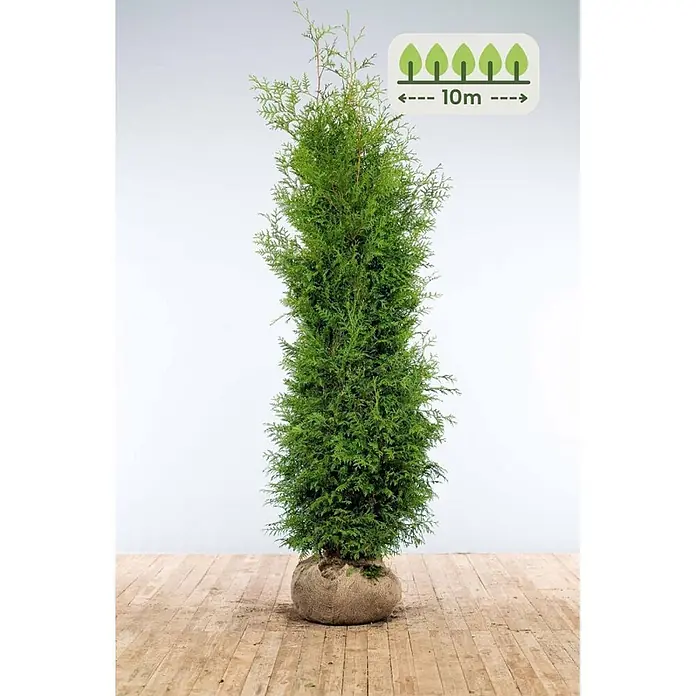 Heijnen Pflanzen Lebensbaum 200-225 cm - 20 St. für 10 Meter - Thuja occidentalis 'Brabant', Topfgröße: 35 cm, Aktuelle Wuchshöhe: 200 cm - 225 cm - Hohe grüne Konifere mit Wurzelballen in Jute, Grafik zeigt mögliche Höhe von 10m.