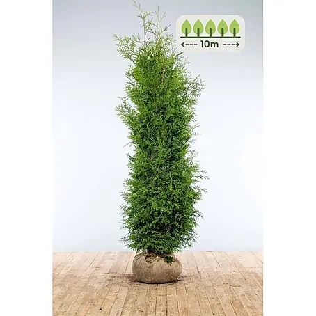 Heijnen Pflanzen  Lebensbaum 200-225 cm - 20 St. für 10 Meter