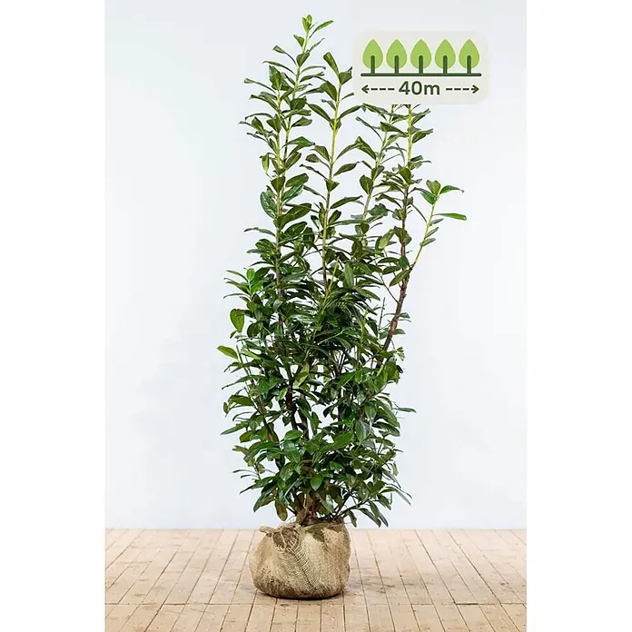 Heijnen Pflanzen Kirschlorbeer 150-175 cm - 80 St. für 40 Meter - Prunus laurocerasus 'Novita', Topfvolumen: 10 l, Aktuelle Wuchshöhe: 150 cm - 175 cm - Hohe, grüne Blattpflanze im Jutesack-Wurzelballen, mit Hinweis auf eine mögliche Ausbreitung oder Höhe von 40 Metern.