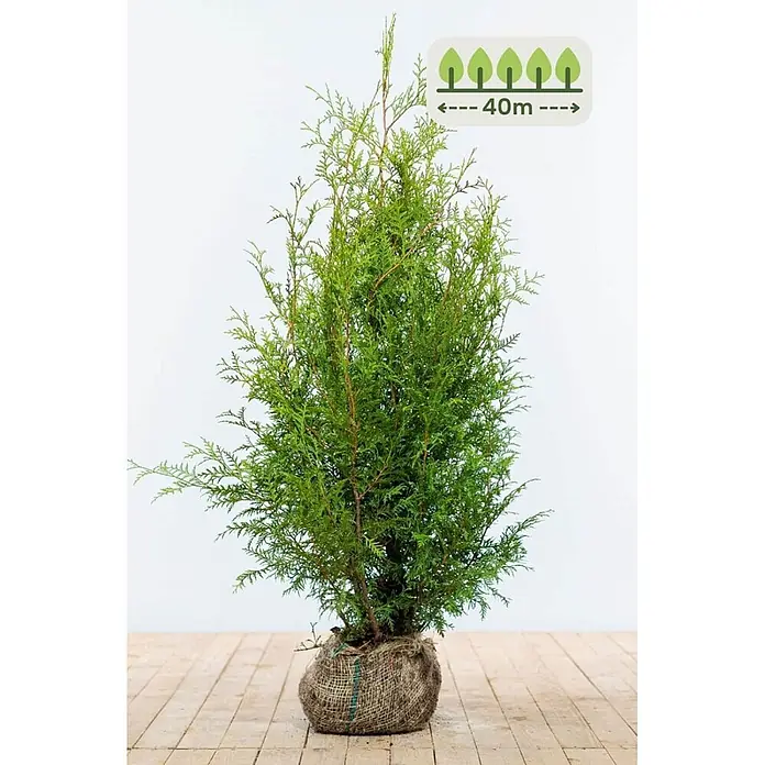 Heijnen Pflanzen Lebensbaum 100-120 cm - 100 St. für 40 Meter - Thuja occidentalis 'Brabant', Topfgröße: 20 cm, Aktuelle Wuchshöhe: 100 cm - 120 cm - Junge grüne Konifere mit dichtem Laub, Wurzelballen in einem Jutesack verpackt.