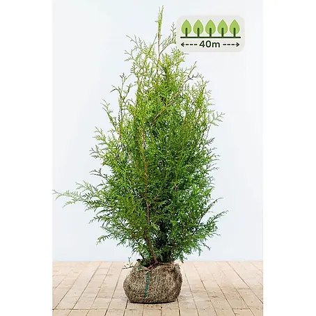 Heijnen Pflanzen  Lebensbaum 100-120 cm - 100 St. für 40 Meter