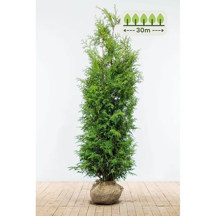 Heijnen Pflanzen Lebensbaum 180-200 cm - 60 St. für 30 Meter - Thuja occidentalis 'Brabant', Topfgröße: 30 cm, Aktuelle Wuchshöhe: 180 cm - 200 cm - Hoher grüner Nadelbaum mit Wurzelballen in Jutestoff, kann bis zu 30 m hoch werden.