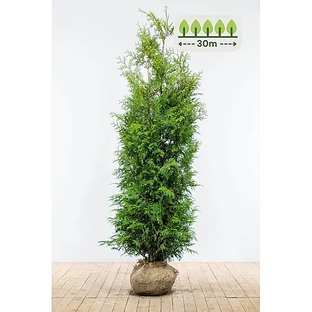 Heijnen Pflanzen  Lebensbaum 180-200 cm - 60 St. für 30 Meter