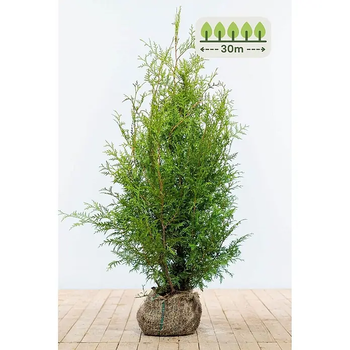 Heijnen Pflanzen Lebensbaum 100-120 cm - 75 St. für 30 Meter - Thuja occidentalis 'Brabant', Topfgröße: 20 cm, Aktuelle Wuchshöhe: 100 cm - 120 cm - Eine kleine, grüne Konifere im Jutesack-Wurzelballen, mit einem Symbol, das 30m Abstand/Höhe anzeigt.
