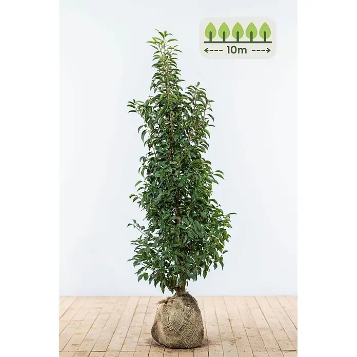 Prunus lusitanica 'Angustifolia' 125-150 cm - 25 St. - für 10 Meter -  - Ein schlanker, belaubter Baum mit Jute-Wurzelballen, Reifehöhe 10m angezeigt.