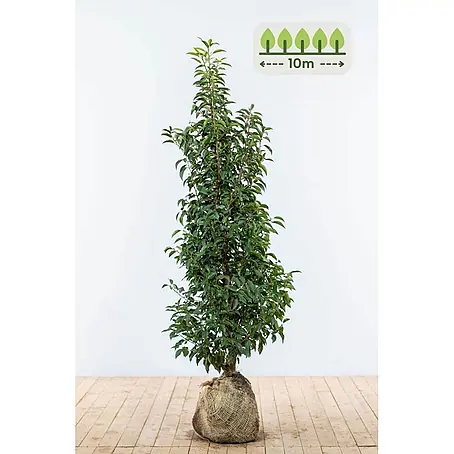 Heijnen Pflanzen  Kirschlorbeer 125-150 cm - 25 St. für 10 Meter