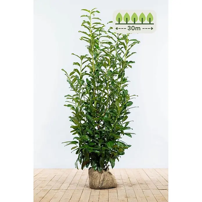 Heijnen Pflanzen Kirschlorbeer - Prunus laurocerasus 'Genolia', Topfvolumen: 10 l, Aktuelle Wuchshöhe: 125 cm - 150 cm - Hohe, grüne, belaubte Pflanze mit Wurzelballen in Jutegewebe, mit 30m Pflanzabstand-Symbol.