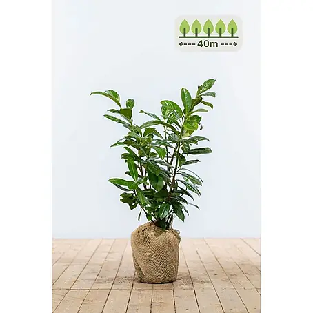Heijnen Pflanzen  Kirschlorbeer 60-80 cm - 120 St. für 40 Meter
