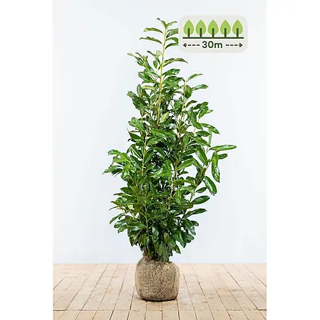 Heijnen Pflanzen  Kirschlorbeer 80-100 cm - 90 St. für 30 Meter