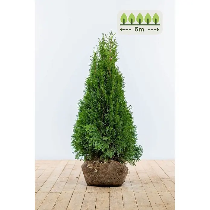 Heijnen Pflanzen Lebensbaum 80-100 cm - 15 St. für 5 Meter - Thuja occidentalis 'Smaragd', Topfgröße: 20 cm, Aktuelle Wuchshöhe: 80 cm - 100 cm - Ein grüner Thuja-Nadelbaum mit Wurzelballen in Jutestoff. Ein Symbol zeigt eine potenzielle Höhe von 5m an.