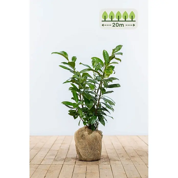Heijnen Pflanzen Kirschlorbeer 60-80 cm - 60 St. für 20 Meter - Prunus laurocerasus 'Novita', Topfvolumen: 10 l, Aktuelle Wuchshöhe: 60 cm - 80 cm - Grüne Pflanze im Jutesack auf Holzfußboden, mit einem Symbol für 20m Pflanzabstand für Hecken.