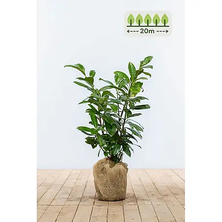 Heijnen Pflanzen  Kirschlorbeer 60-80 cm - 60 St. für 20 Meter