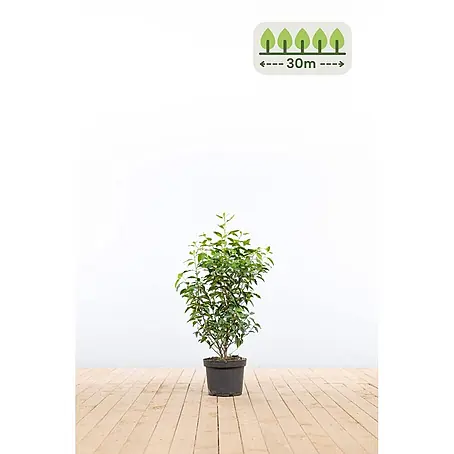 Heijnen Pflanzen  Kirschlorbeer 60-80 cm - 90 St. für 30 Meter