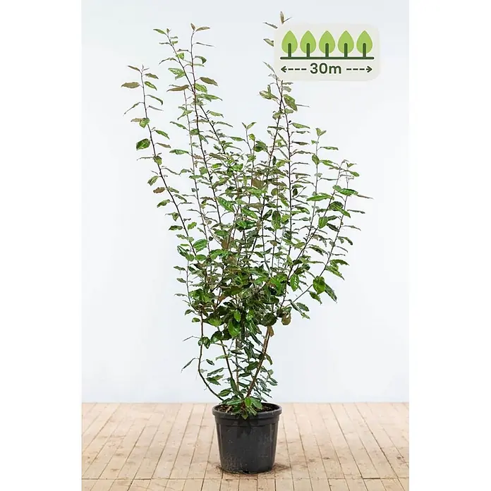 Heijnen Pflanzen Wintergrüne Ölweide 175-200 cm - 60 St. für 30 Meter - Elaeagnus ebbingei, Topfgröße: 25 cm, 175 cm - 200 cm - Hohe, belaubte Heckenpflanze im schwarzen Topf, mit Grafik, die 30m Abstand vorschlägt.
