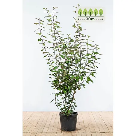 Heijnen Pflanzen  Wintergrüne Ölweide 175-200 cm - 60 St. für 30 Meter