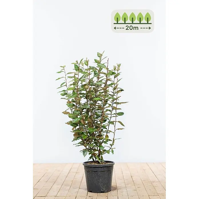 Heijnen Pflanzen Wintergrüne Ölweide 80-100 cm - 60 St. für 20 Meter - Elaeagnus ebbingei, Topfgröße: 25 cm, 80 cm - 100 cm - Topfpflanze mit grünen und braunen Blättern im schwarzen Topf. Symbol zeigt 20m Wuchshöhe an.