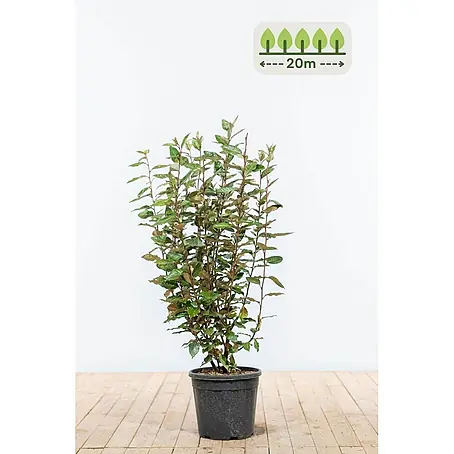 Heijnen Pflanzen  Wintergrüne Ölweide 80-100 cm - 60 St. für 20 Meter