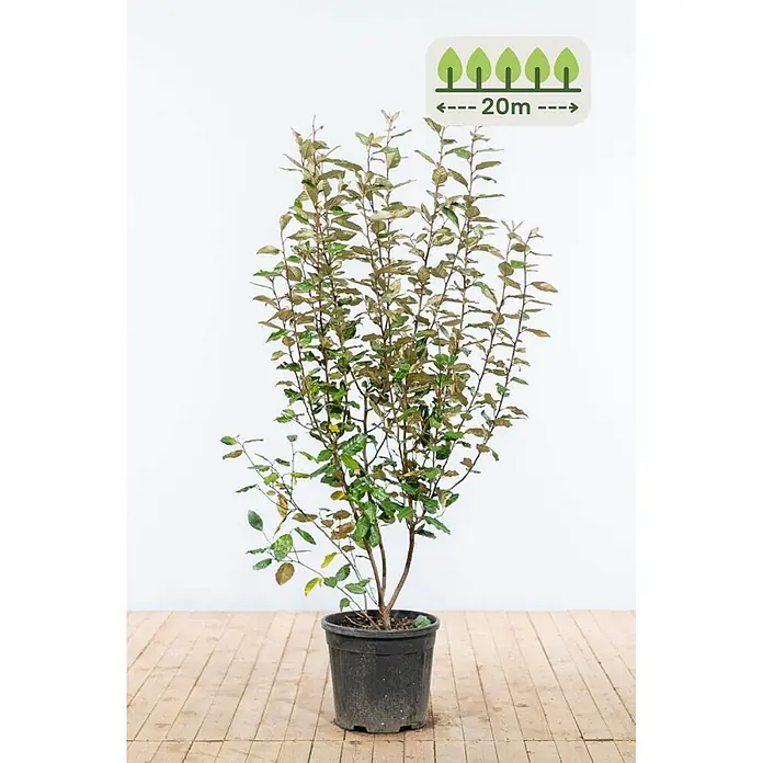Heijnen Pflanzen Wintergrüne Ölweide 125-150 cm - 40 St. für 20 Meter - Elaeagnus ebbingei, Topfgröße: 25 cm, 125 cm - 150 cm - Junger Baumsetzling mit grünen und bräunlichen Blättern in einem schwarzen Topf, wächst bis zu 20m.