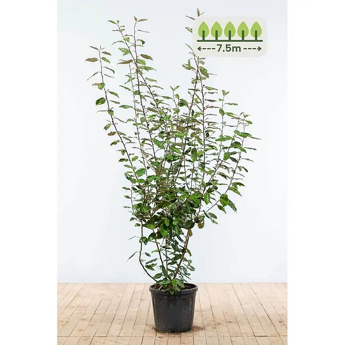 Heijnen Pflanzen Wintergrüne Ölweide 175-200 cm - 15 St. für 7.5 Meter - Elaeagnus ebbingei, Topfgröße: 25 cm, 175 cm - 200 cm - Eine hohe, grüne Blattpflanze im schwarzen Topf, mit Hinweis auf einen empfohlenen Pflanzabstand von 7,5m.