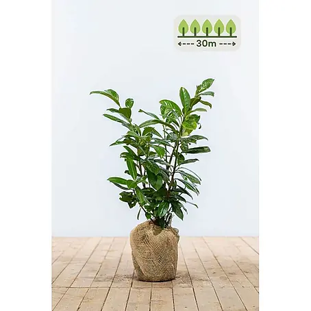 Heijnen Pflanzen  Kirschlorbeer 60-80 cm - 90 St. für 30 Meter