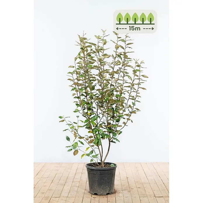 Heijnen Pflanzen Wintergrüne Ölweide 125-150 cm - 30 St. für 15 Meter - Elaeagnus ebbingei, Topfgröße: 25 cm, 125 cm - 150 cm - Junger Baum oder Strauch mit grünen und braunen Blättern im schwarzen Topf, Wuchshöhe 15m.
