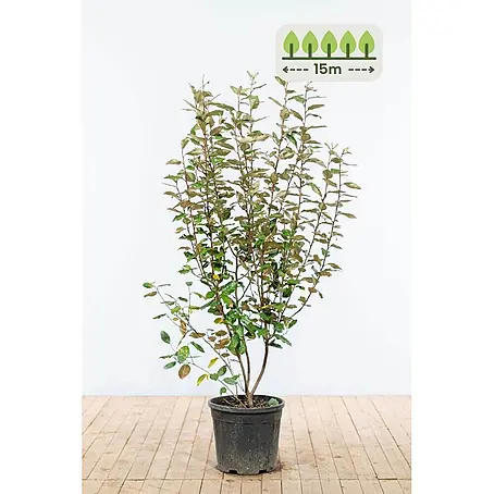Heijnen Pflanzen  Wintergrüne Ölweide 125-150 cm - 30 St. für 15 Meter