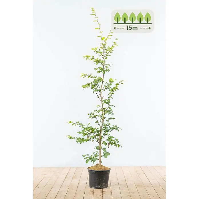 Heijnen Pflanzen Hainbuche - Fagus sylvatica, Topfgröße: 20 cm, Aktuelle Wuchshöhe: 125 cm - 150 cm - Topf-Setzling mit grünen Blättern und schwarzem Topf, der eine Reifehöhe von 15m anzeigt.