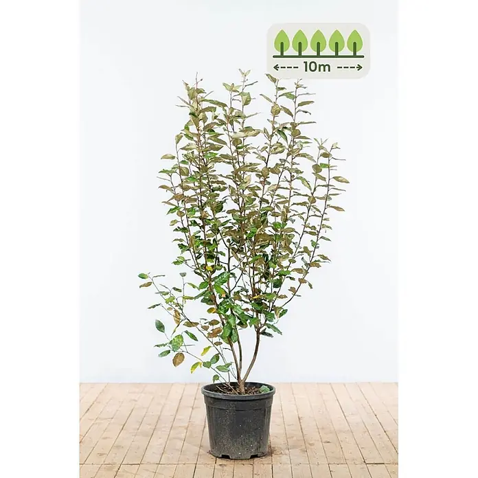 Heijnen Pflanzen Wintergrüne Ölweide 125-150 cm - 20 St. für 10 Meter - Elaeagnus ebbingei, Topfgröße: 25 cm, 125 cm - 150 cm - Eine Topfpflanze mit grünen und braunen Blättern, die eine ausgewachsene Breite von 10m zeigt.