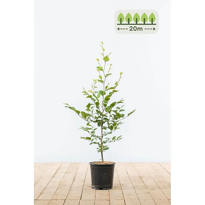 Heijnen Pflanzen Hainbuche - Fagus sylvatica, Topfgröße: 20 cm, Aktuelle Wuchshöhe: 60 cm - 80 cm