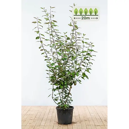 Heijnen Pflanzen  Wintergrüne Ölweide 175-200 cm - 40 St. für 20 Meter