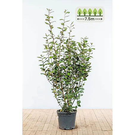 Ölweide 150-175 cm - 15 St. - für 7.5 Meter
