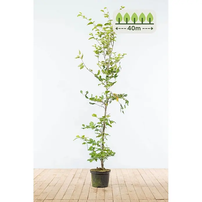 Heijnen Pflanzen Hainbuche - Fagus sylvatica, Topfgröße: 25 cm, Aktuelle Wuchshöhe: 150 cm - 175 cm - Junger Baum im Topf mit grünen Blättern, erreicht bis zu 40 Meter Höhe.