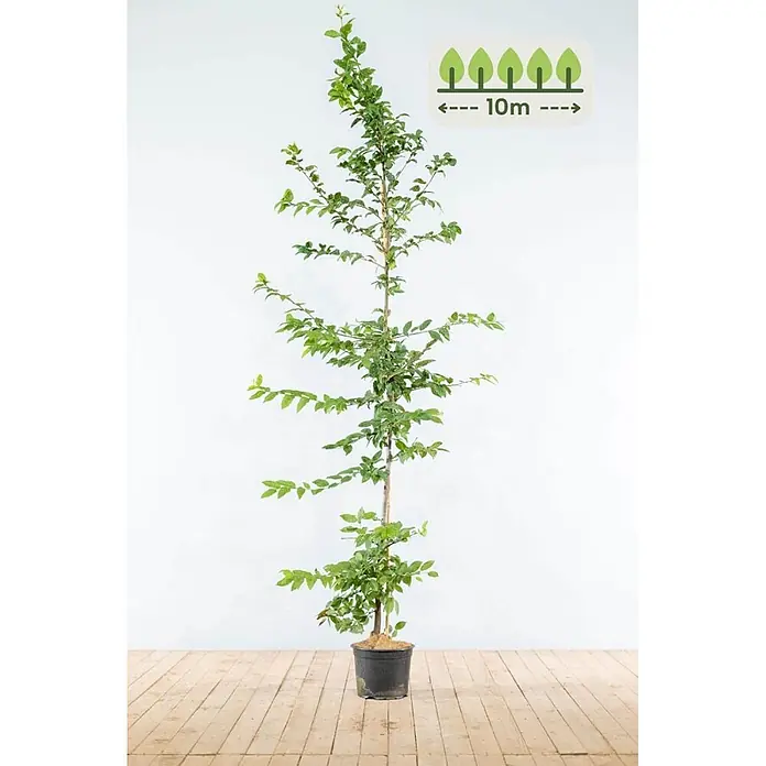 Heijnen Pflanzen Hainbuche - Carpinus betulus, Topfgröße: 25 cm, Aktuelle Wuchshöhe: 175 cm - 200 cm - Junge Pflanze mit grünen Blättern im schwarzen Topf. Symbol zeigt 10m Wuchshöhe an.