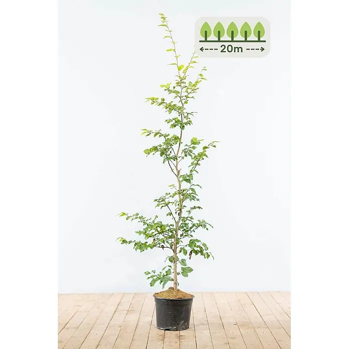 Heijnen Pflanzen Hainbuche - Fagus sylvatica, Topfgröße: 20 cm, Aktuelle Wuchshöhe: 125 cm - 150 cm - Topfbaumsetzling mit grünen Blättern, der eine Wuchshöhe von 20m anzeigt.